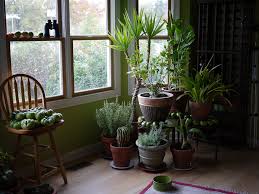 indoor house plants