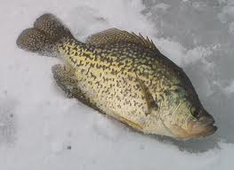 crappie ice fishing