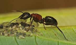 carpenter ants