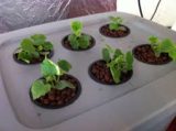 home hydroponics